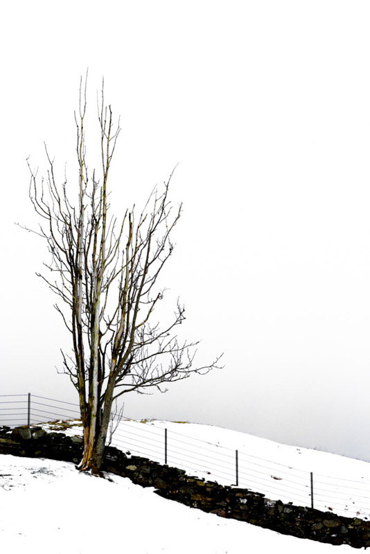Naken vintermorgen | Veggbilder | Fotokunst til salgs | Kunstfoto | Kunst | Foto | Bilde